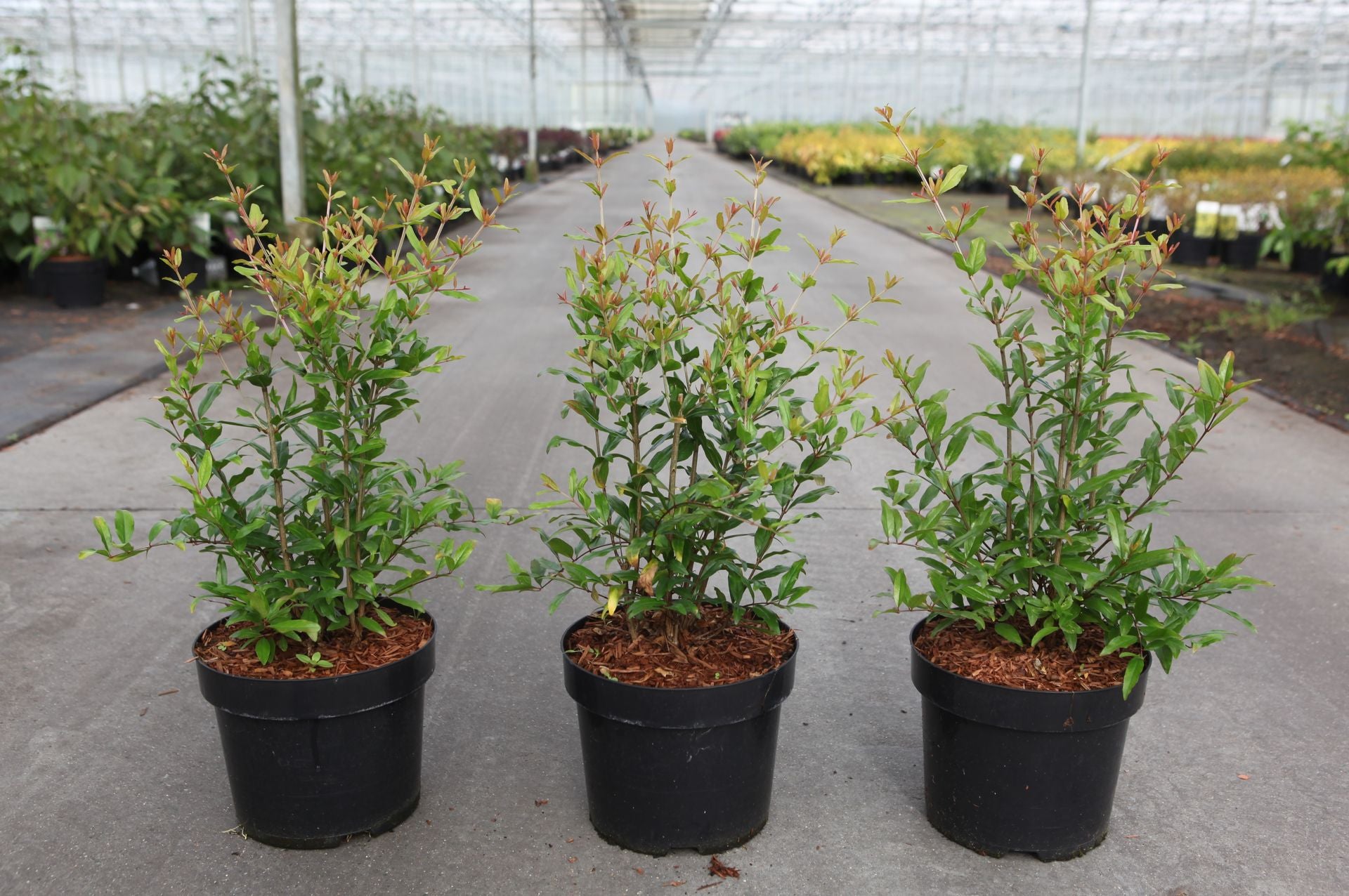Punica granatum 'Favorite'