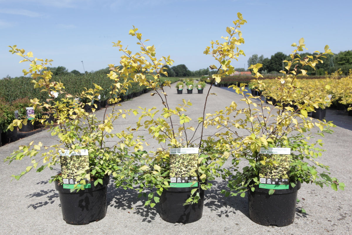 Spiraea vanhouttei 'Gold Fountain'