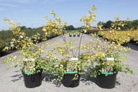 Spiraea vanhouttei 'Gold Fountain'