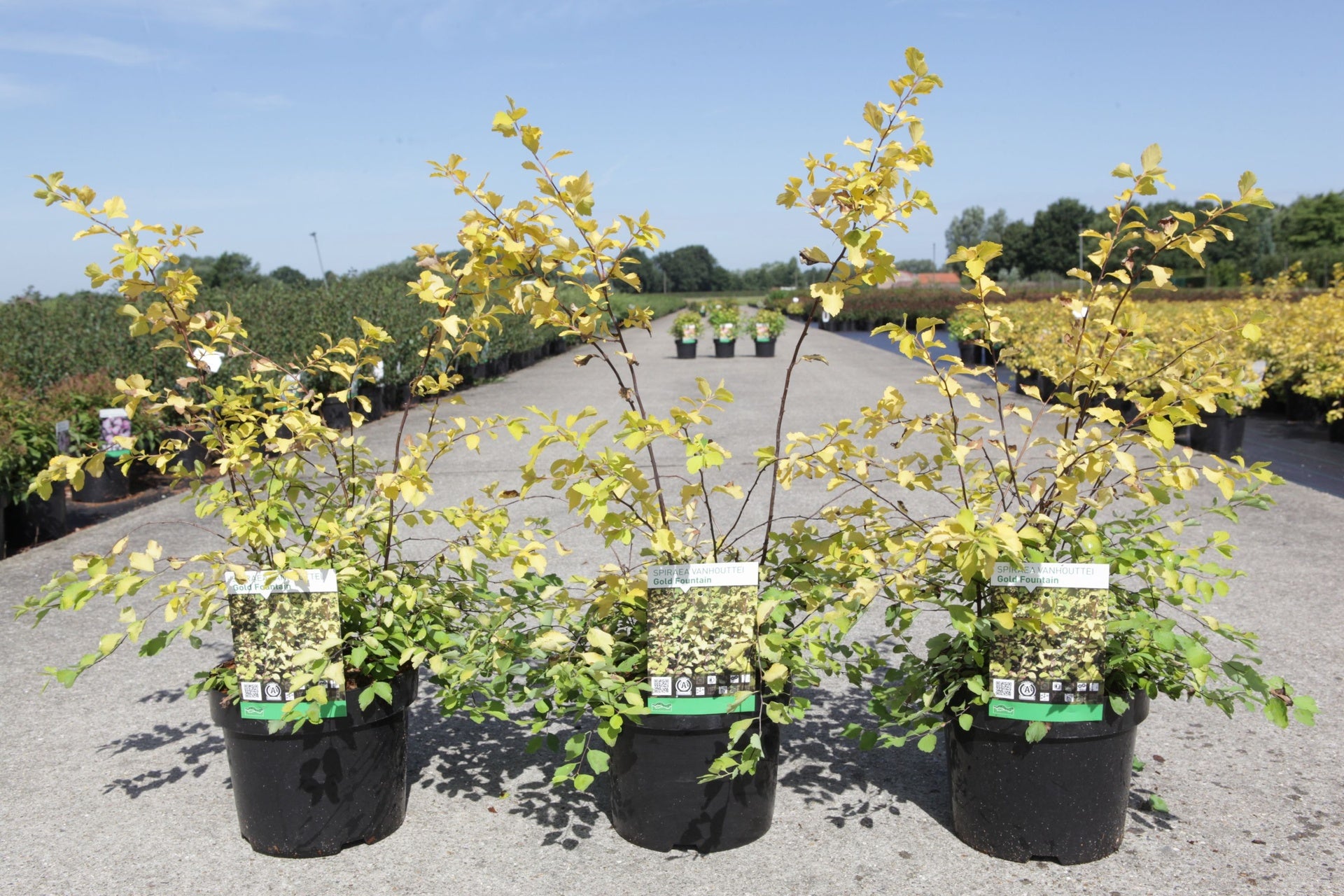 Spiraea vanhouttei 'Gold Fountain'