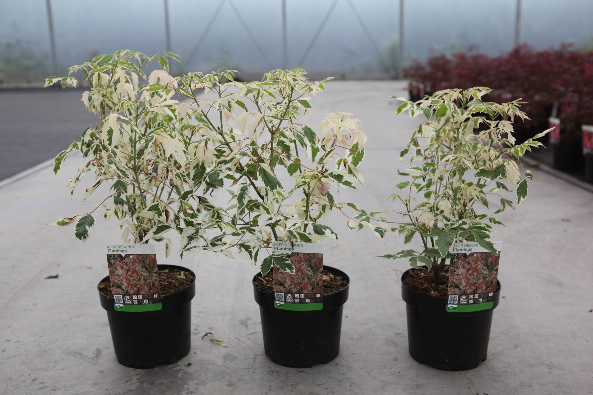 Acer negundo 'Flamingo'
