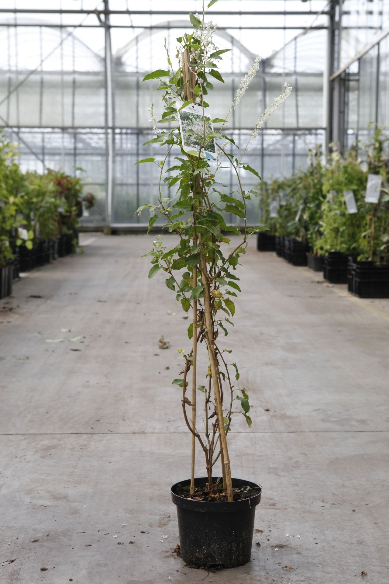 Fallopia aubertii