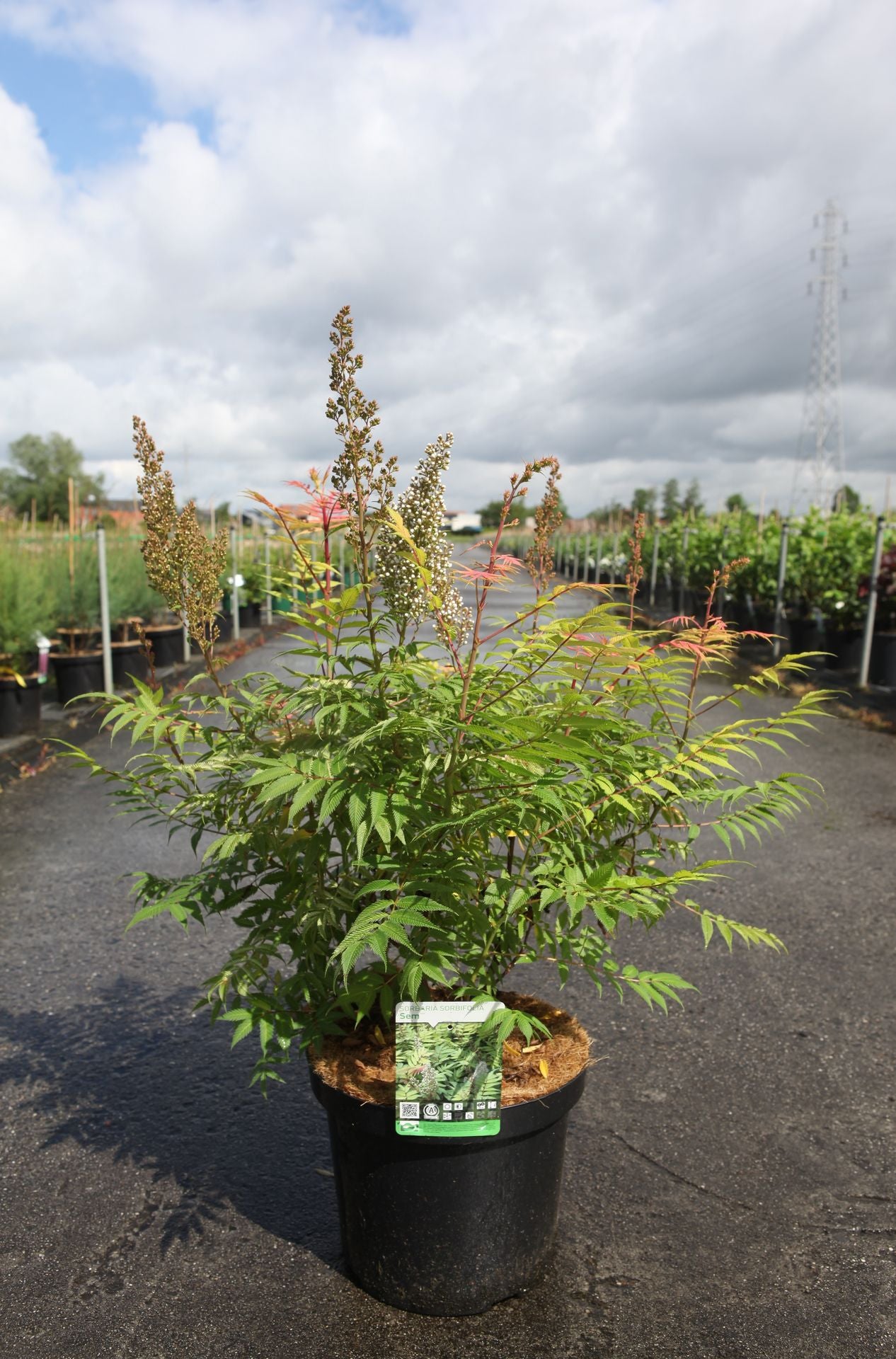 Sorbaria sorbifolia 'Sem' (PBR)