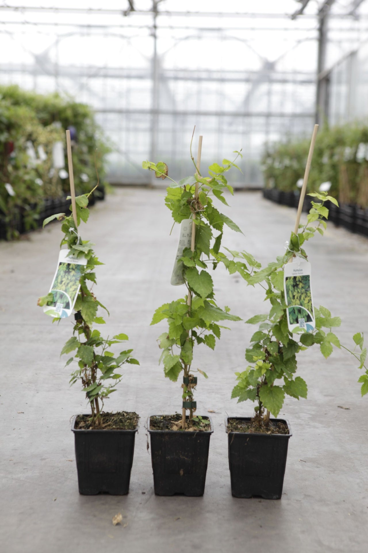 Humulus lupulus 'Aureus'