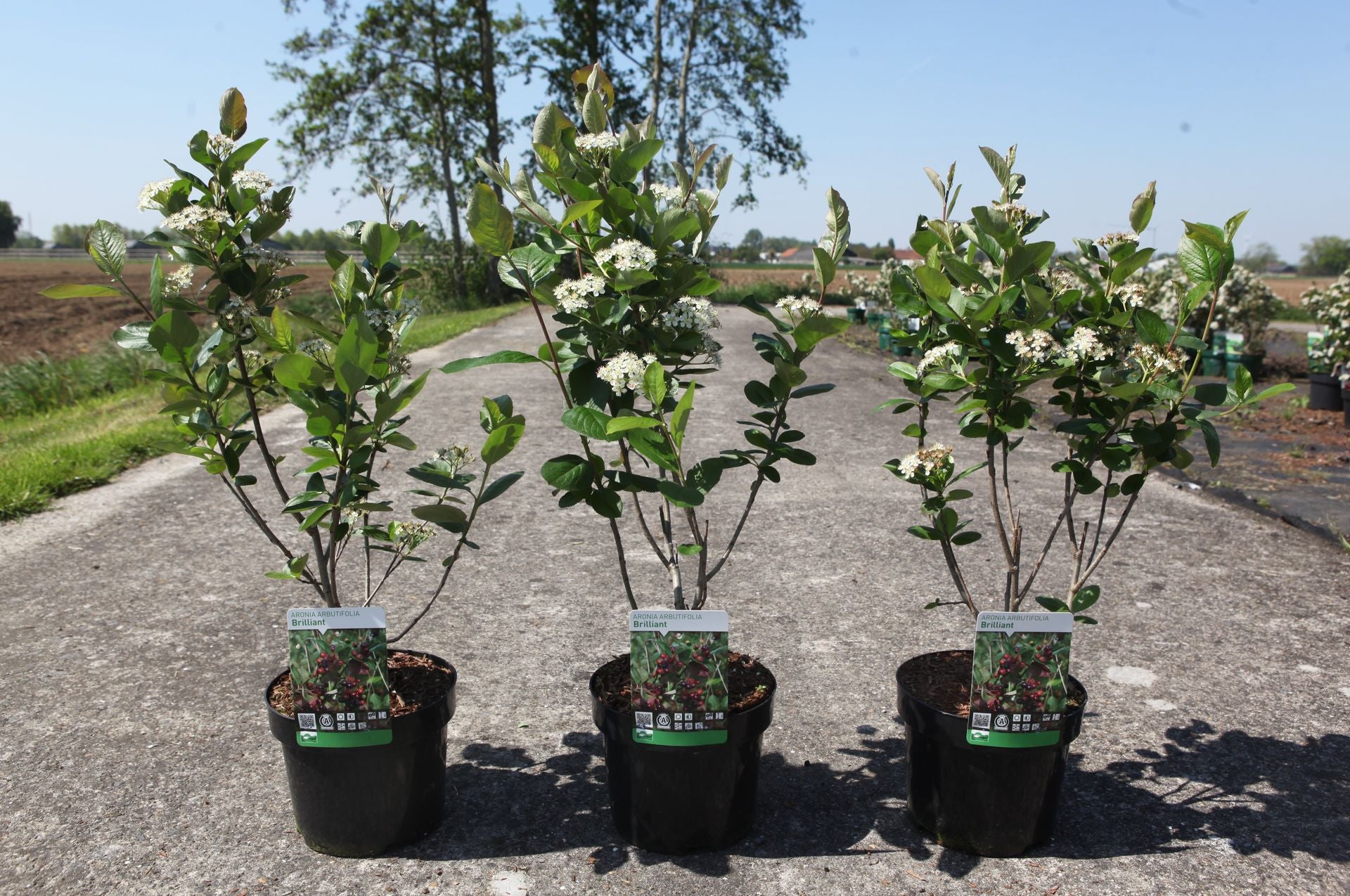 Aronia arbutifolia 'Brilliant'