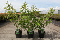 Viburnum plicatum KILIMANDJARO (PBR)