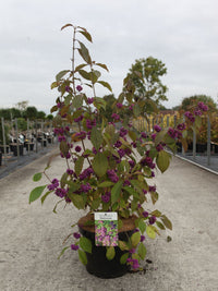 Callicarpa bodinieri 'Profusion'
