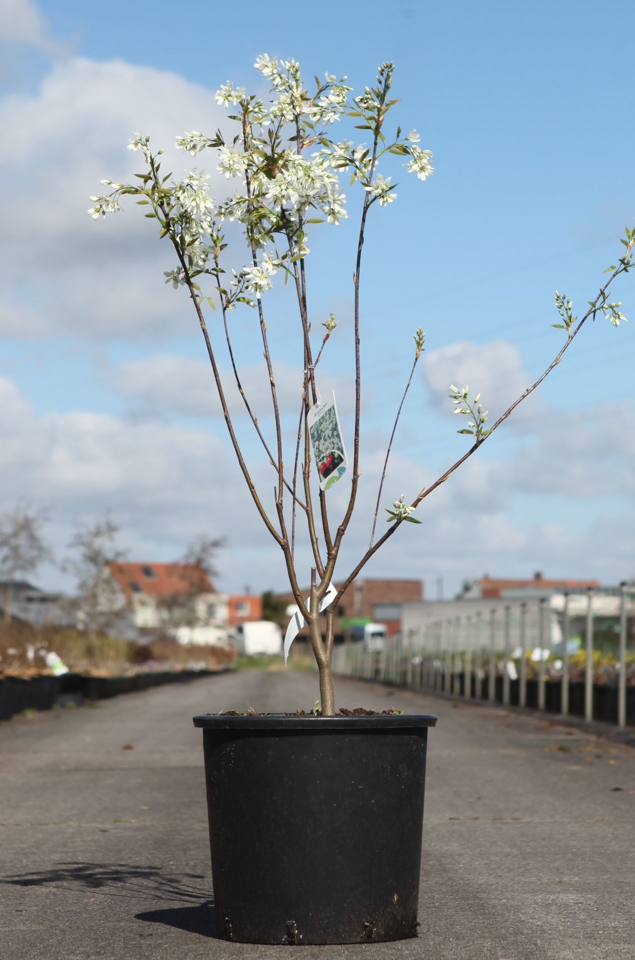 Amelanchier 'Ballerina'