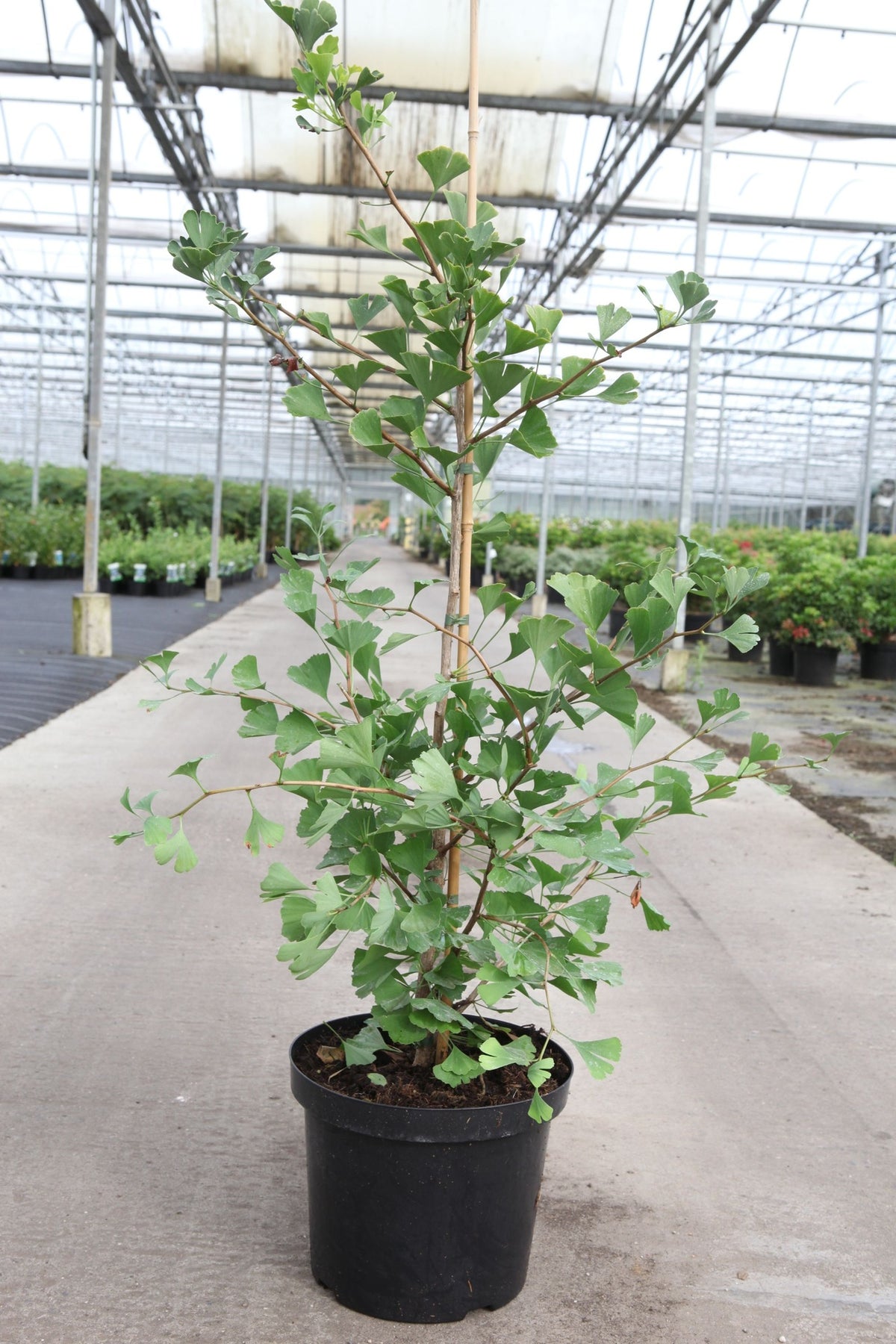 Ginkgo biloba FASTIGIATA BLAGON (PBR)