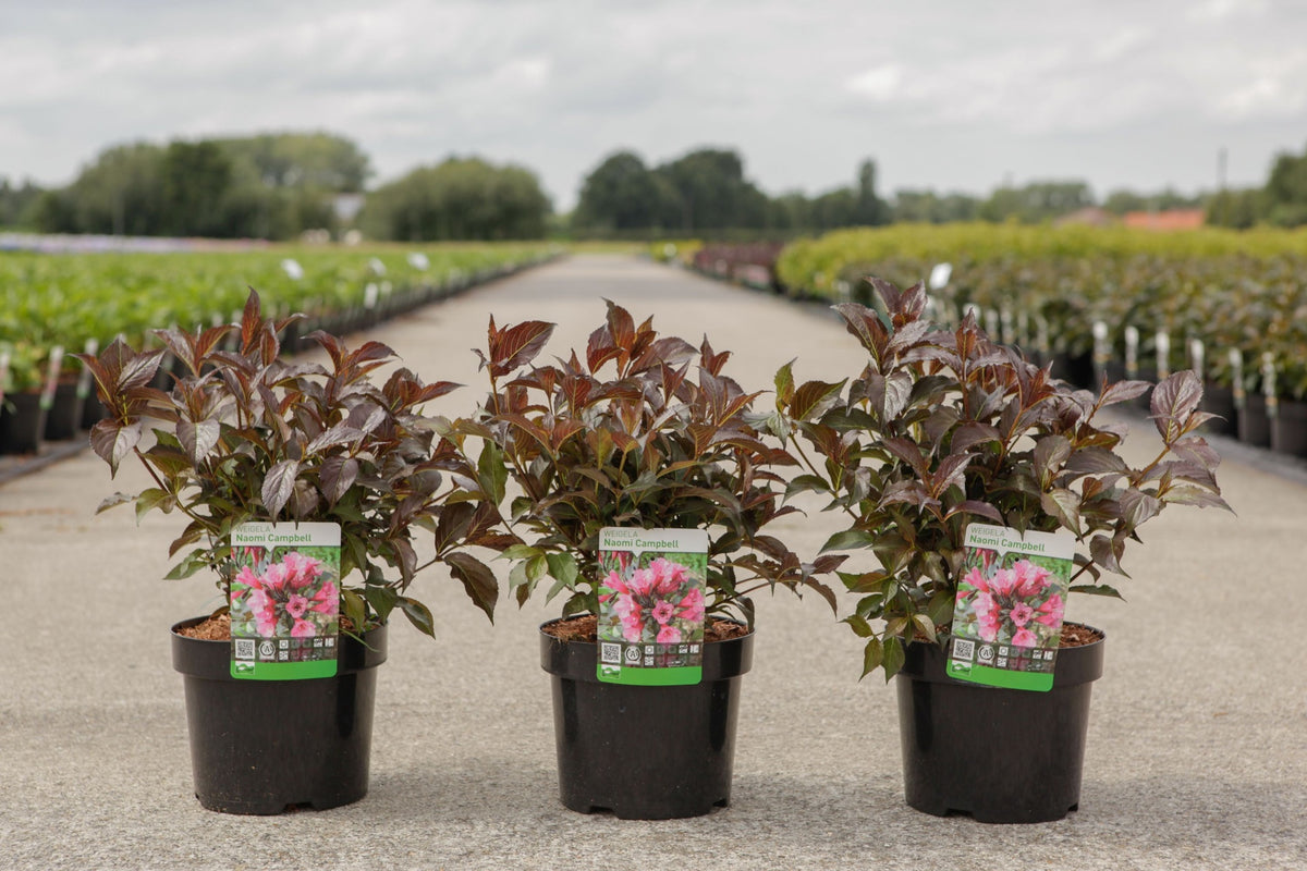 Weigela NAOMI CAMPBELL (PBR)