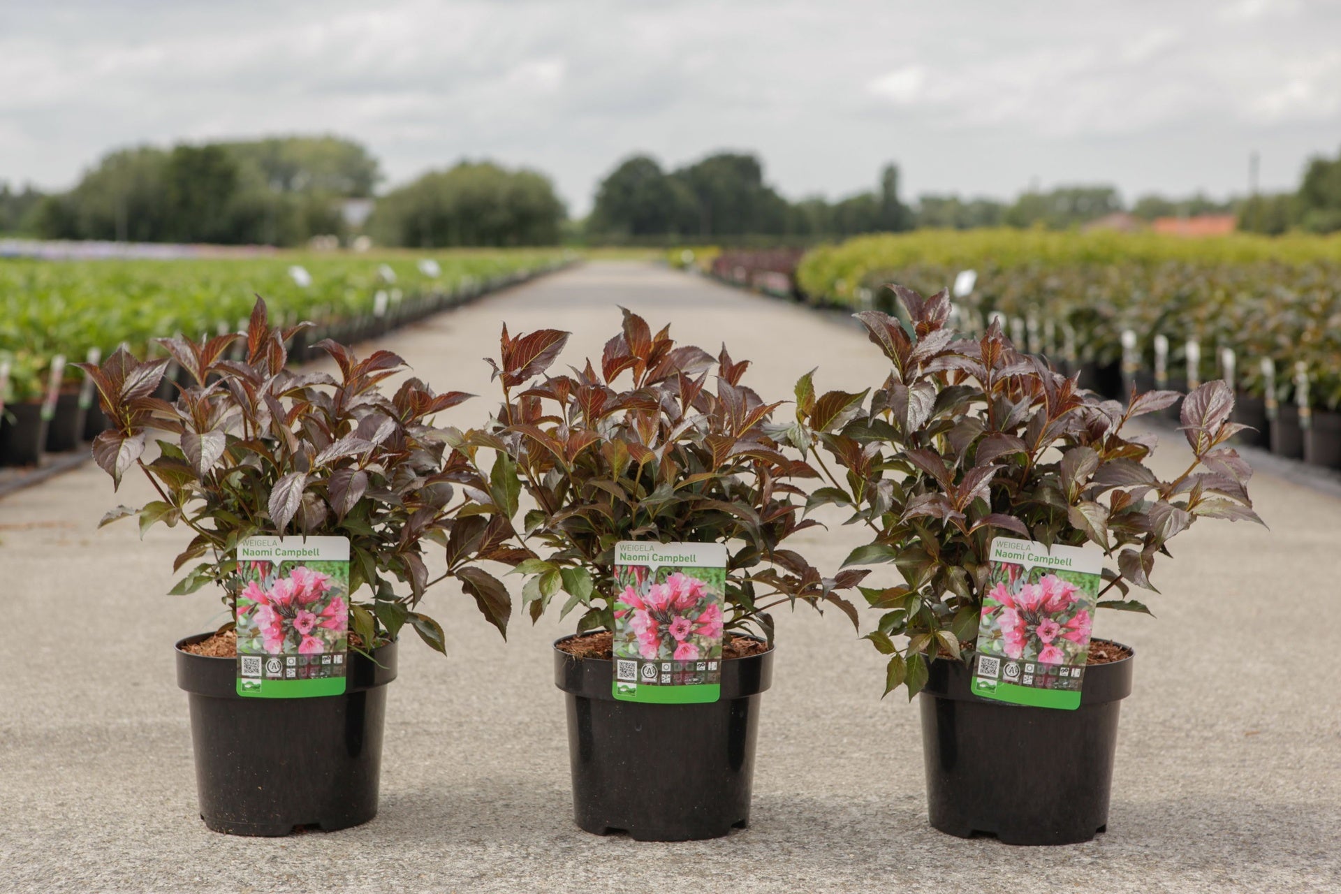 Weigela NAOMI CAMPBELL (PBR)