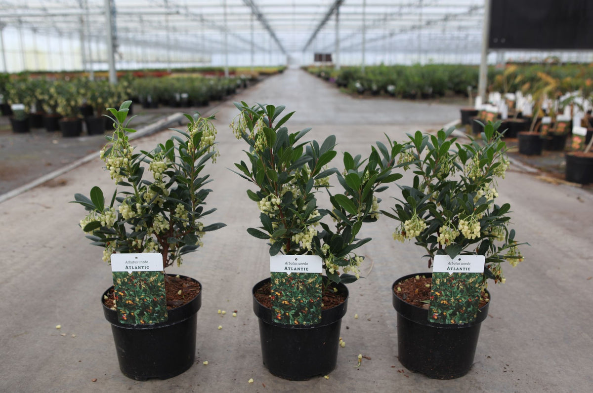Arbutus unedo 'Atlantic'