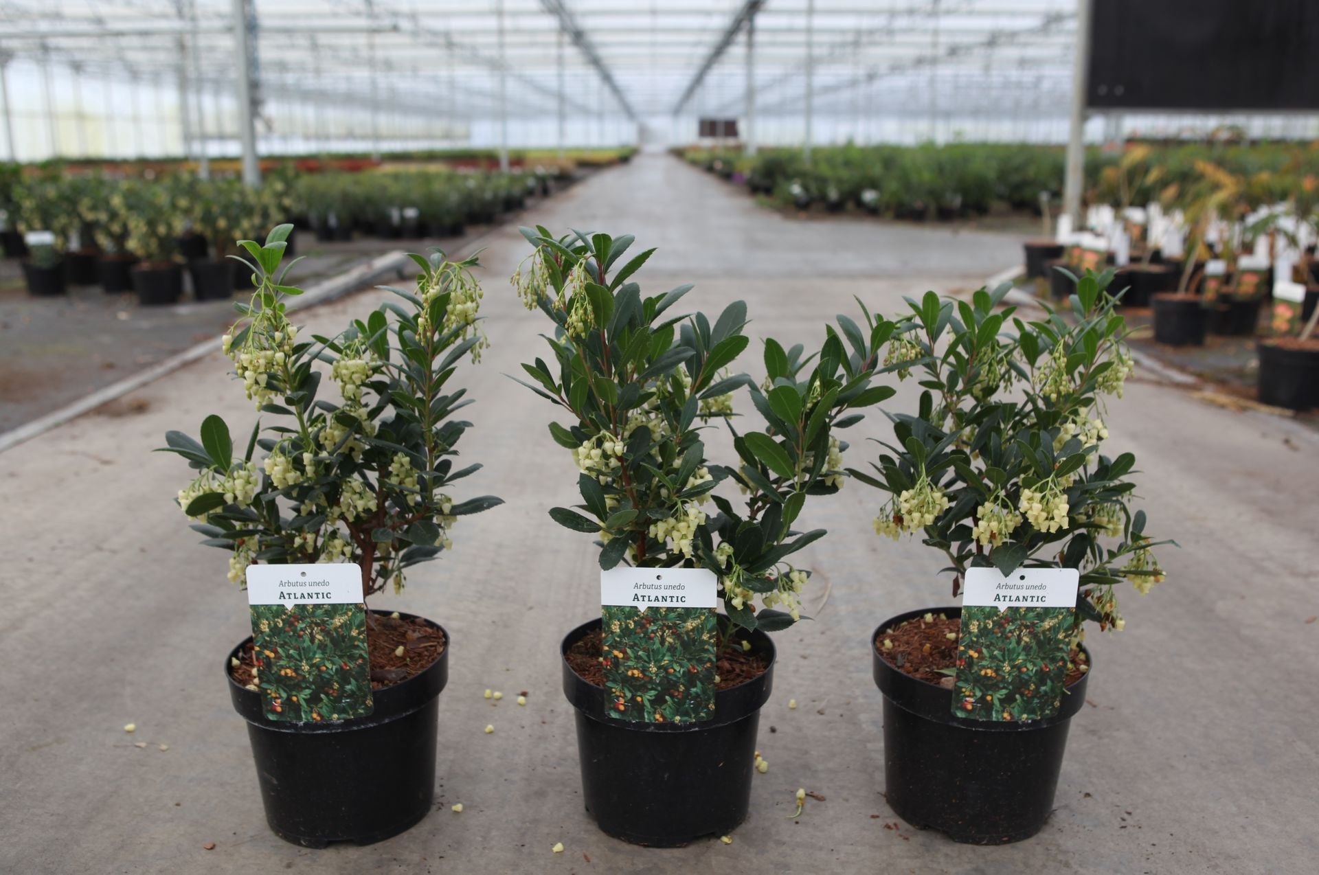 Arbutus unedo 'Atlantic'