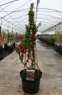 Chaenomeles superba 'Elly Mossel'