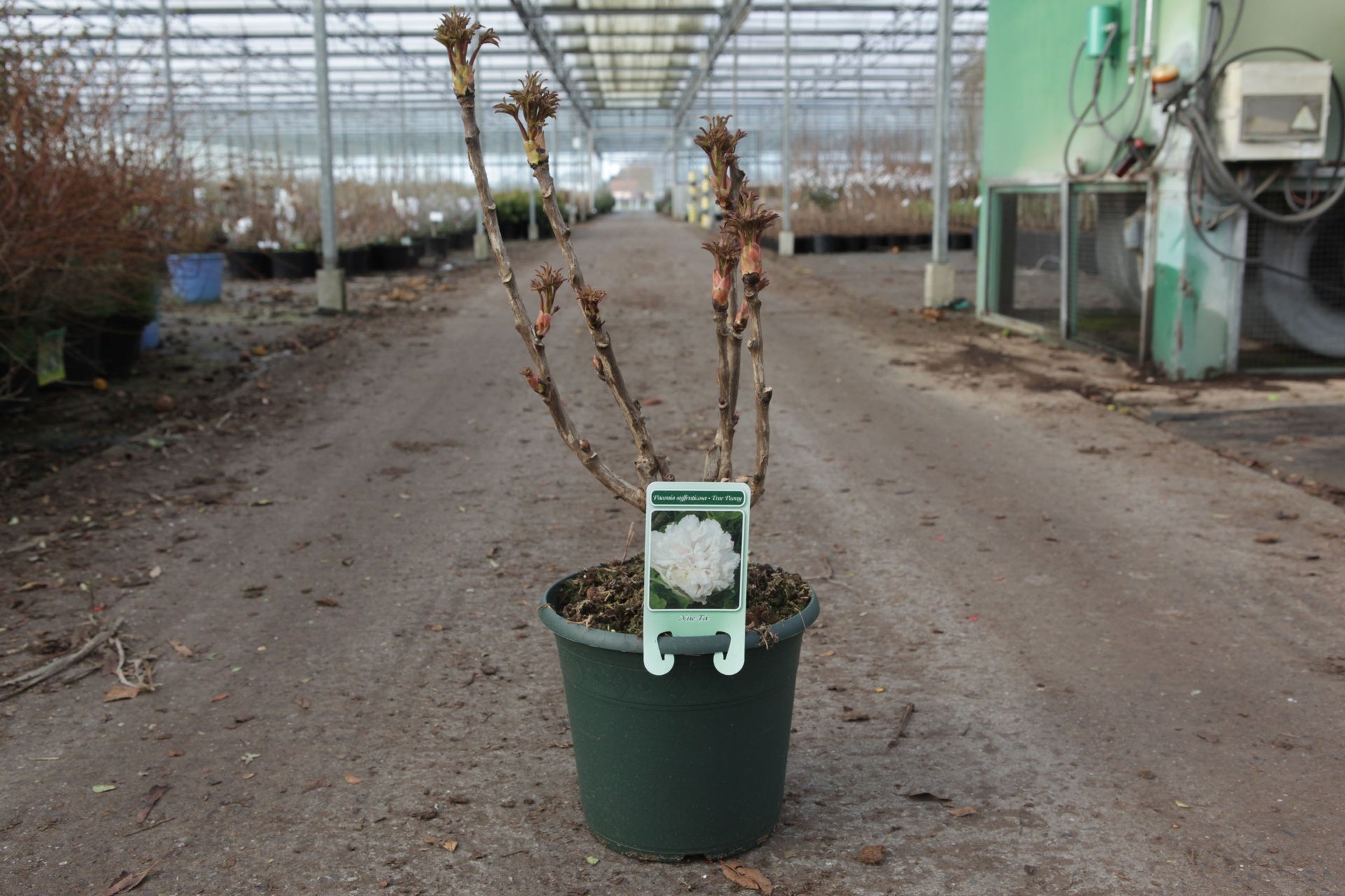 Paeonia suffruticosa 'Xue Ta'