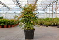 Nandina domestica