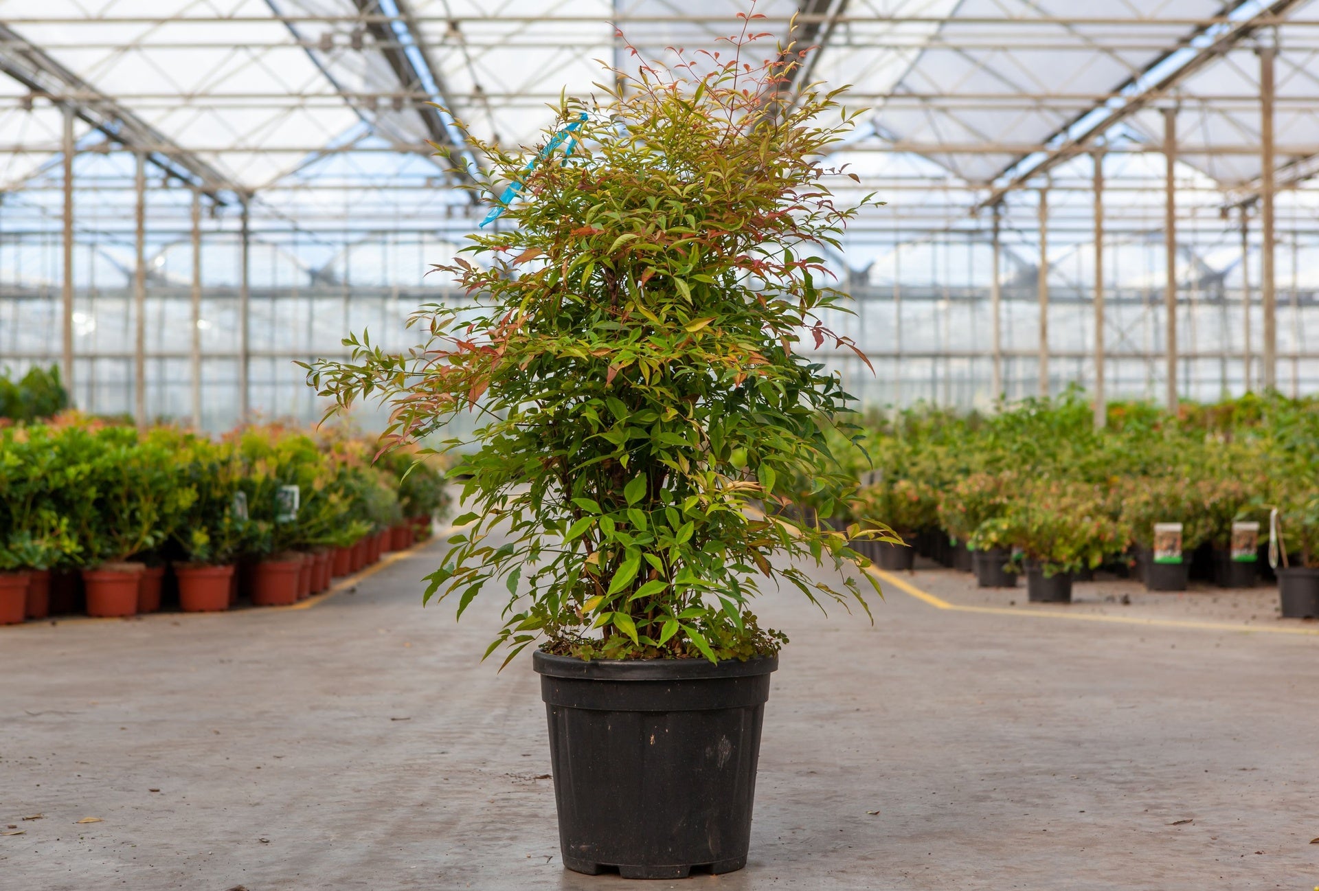 Nandina domestica