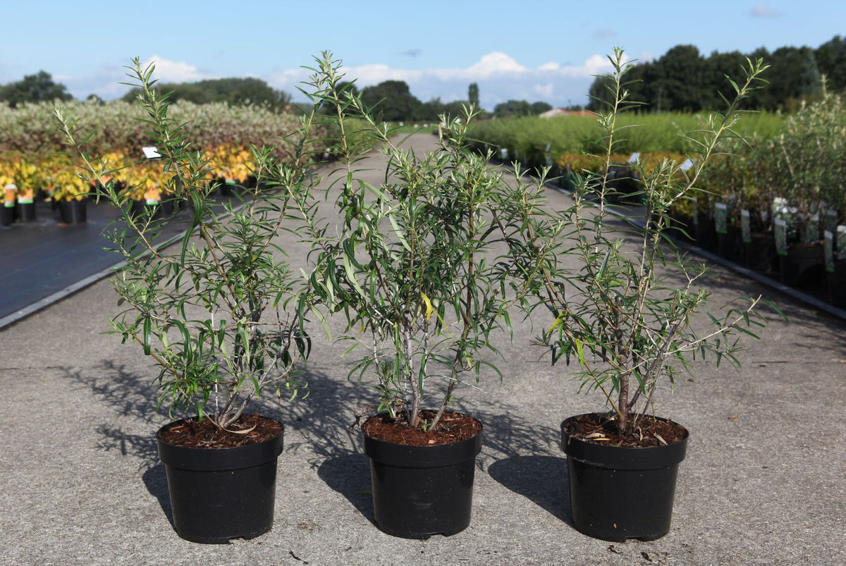 Hippophae rhamnoides 'Hergo'