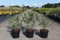 Hippophae rhamnoides 'Hergo'
