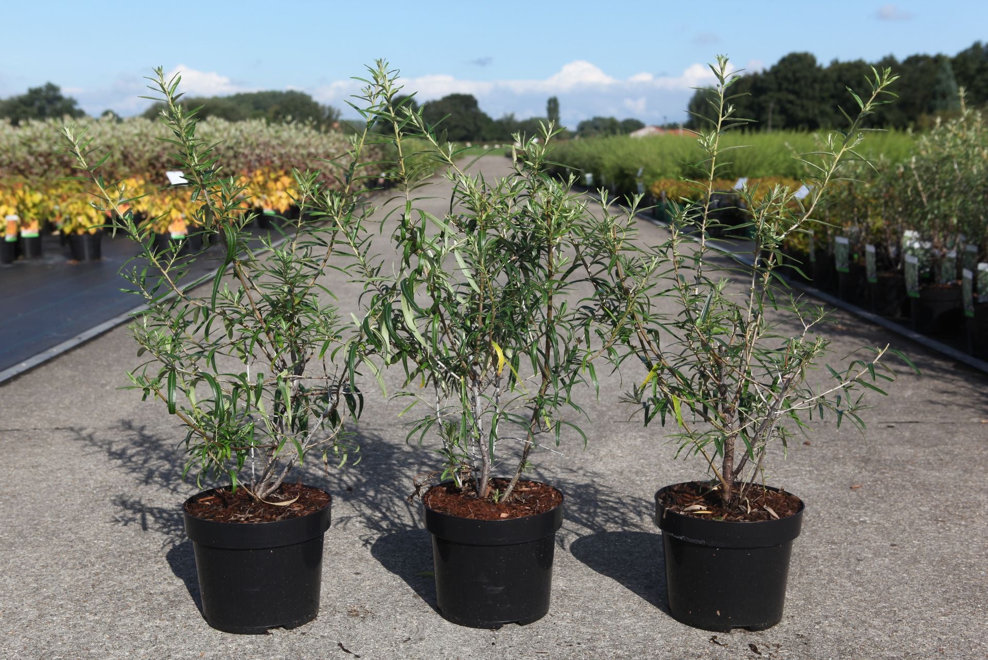 Hippophae rhamnoides 'Hergo'