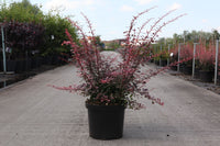 Berberis thunbergii 'Rose Glow'