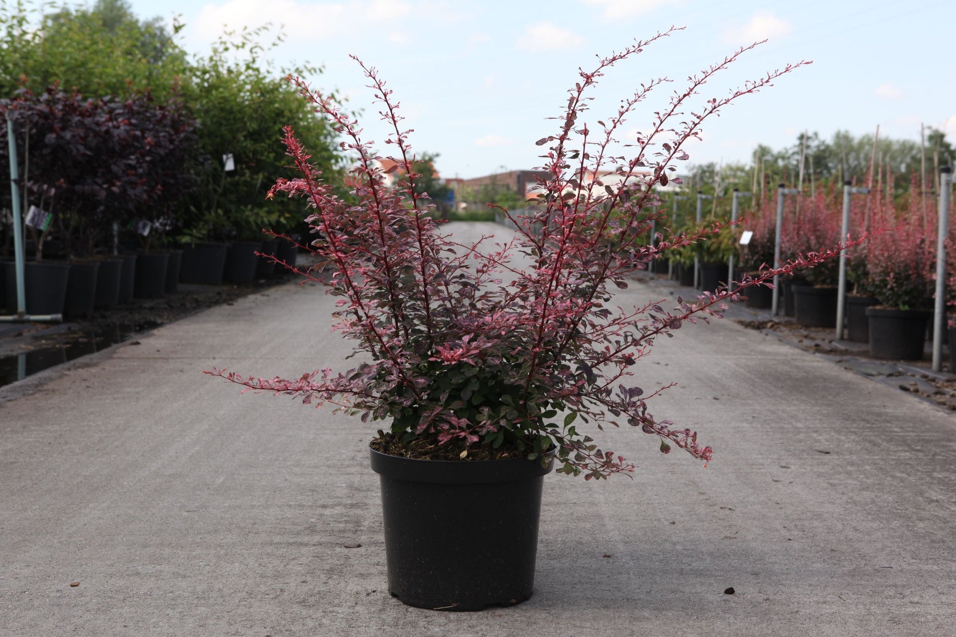 Berberis thunbergii 'Rose Glow'