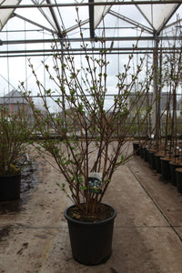 Viburnum plicatum 'Grandiflorum'