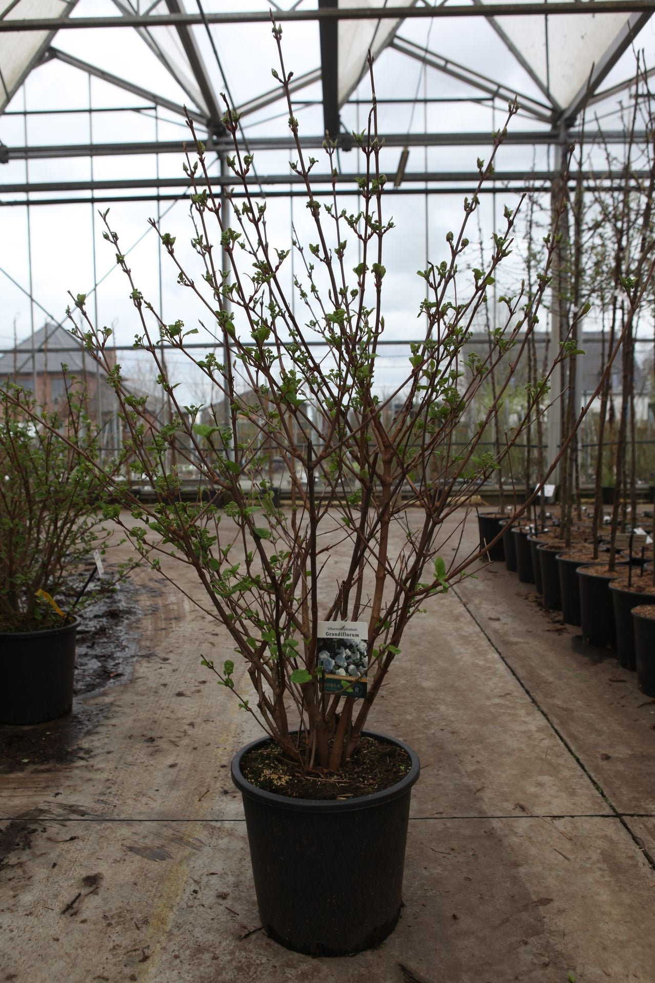 Viburnum plicatum 'Grandiflorum'