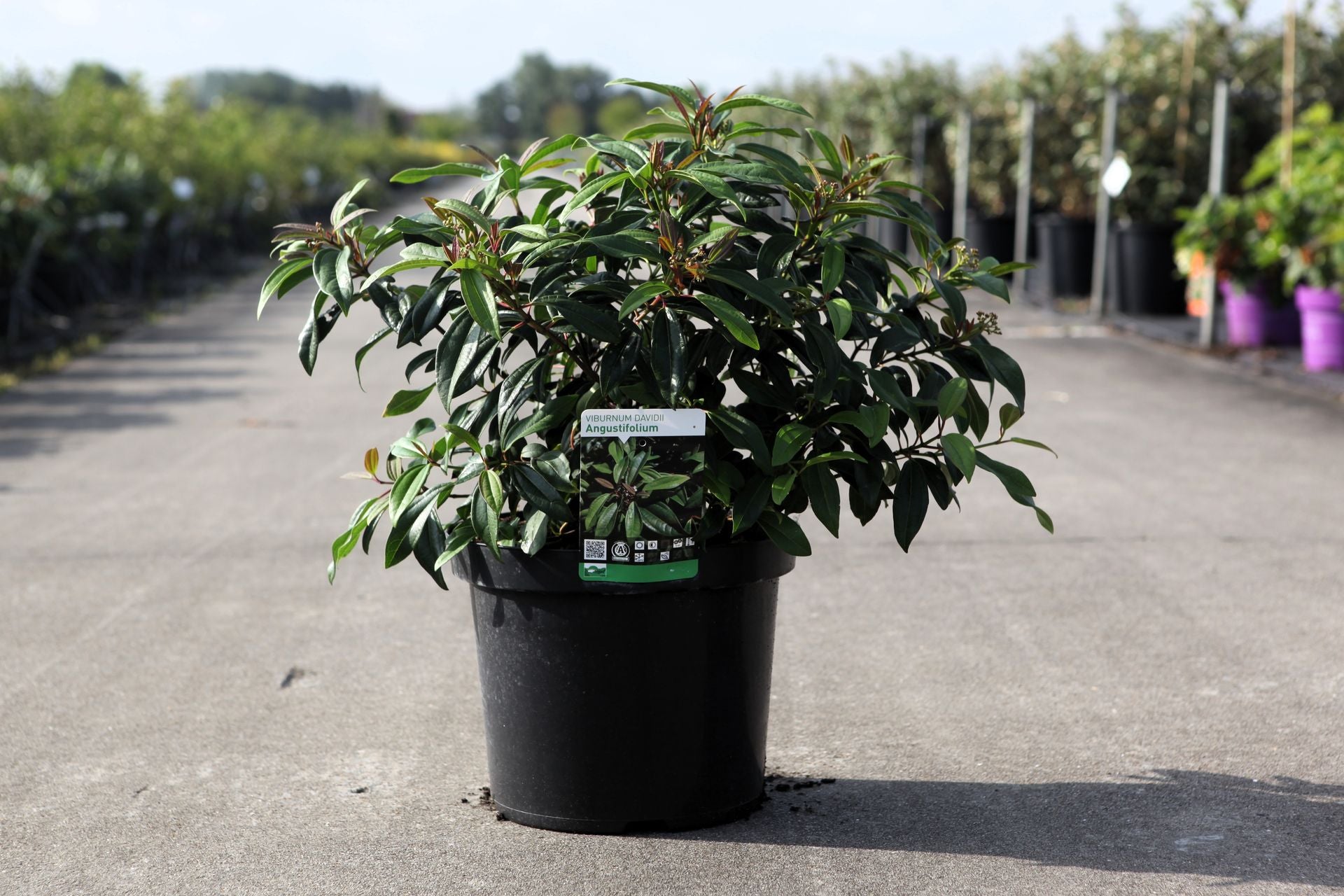 Viburnum davidii 'Angustifolium'