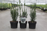 Taxus media 'Hillii'