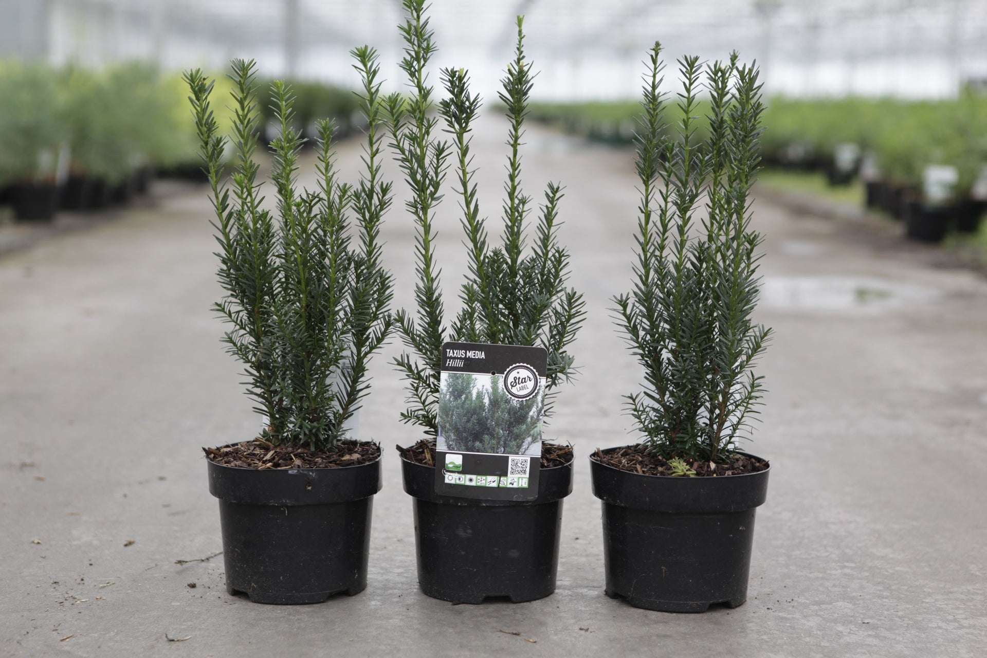 Taxus media 'Hillii'
