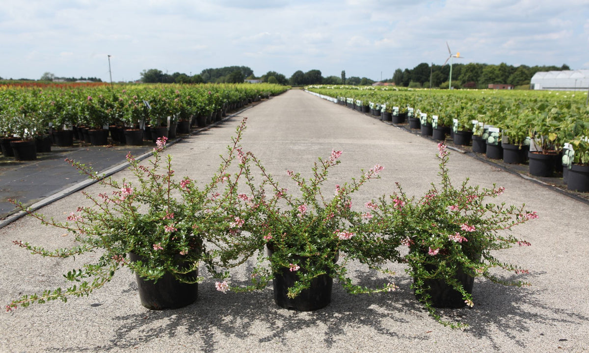 Escallonia PINKY CARPET© (PBR)