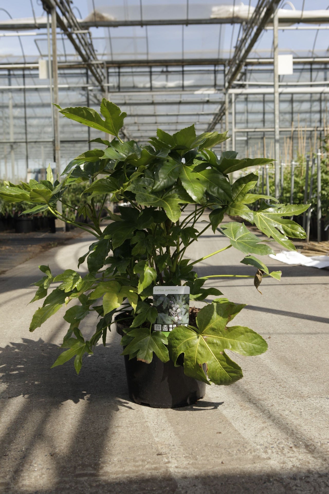 Fatsia japonica