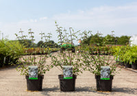 Deutzia monbeigii
