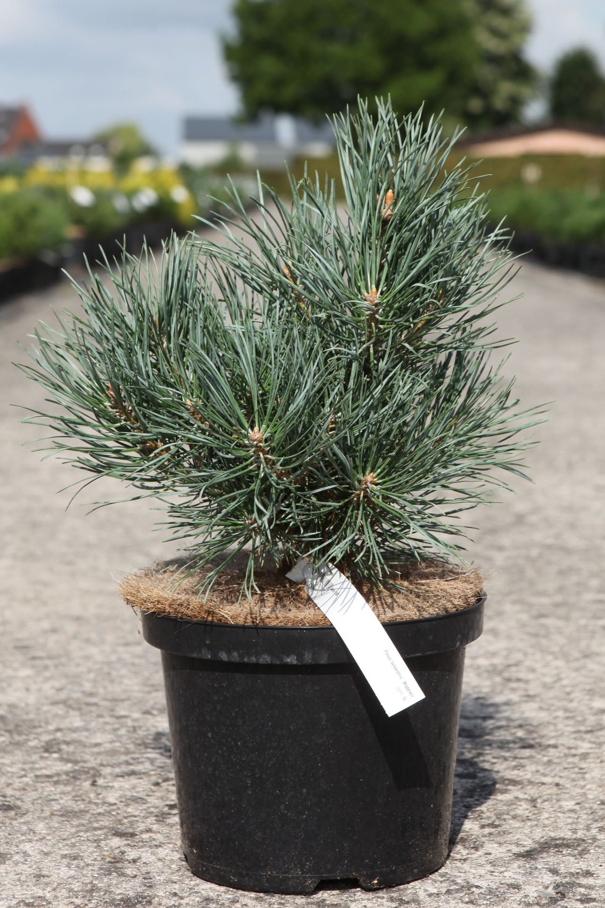 Pinus sylvestris 'Watereri'