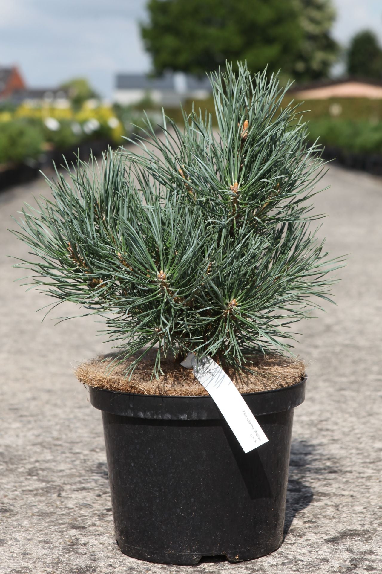 Pinus sylvestris 'Watereri'
