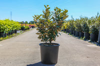 Elaeagnus ebbingei 'Compacta'