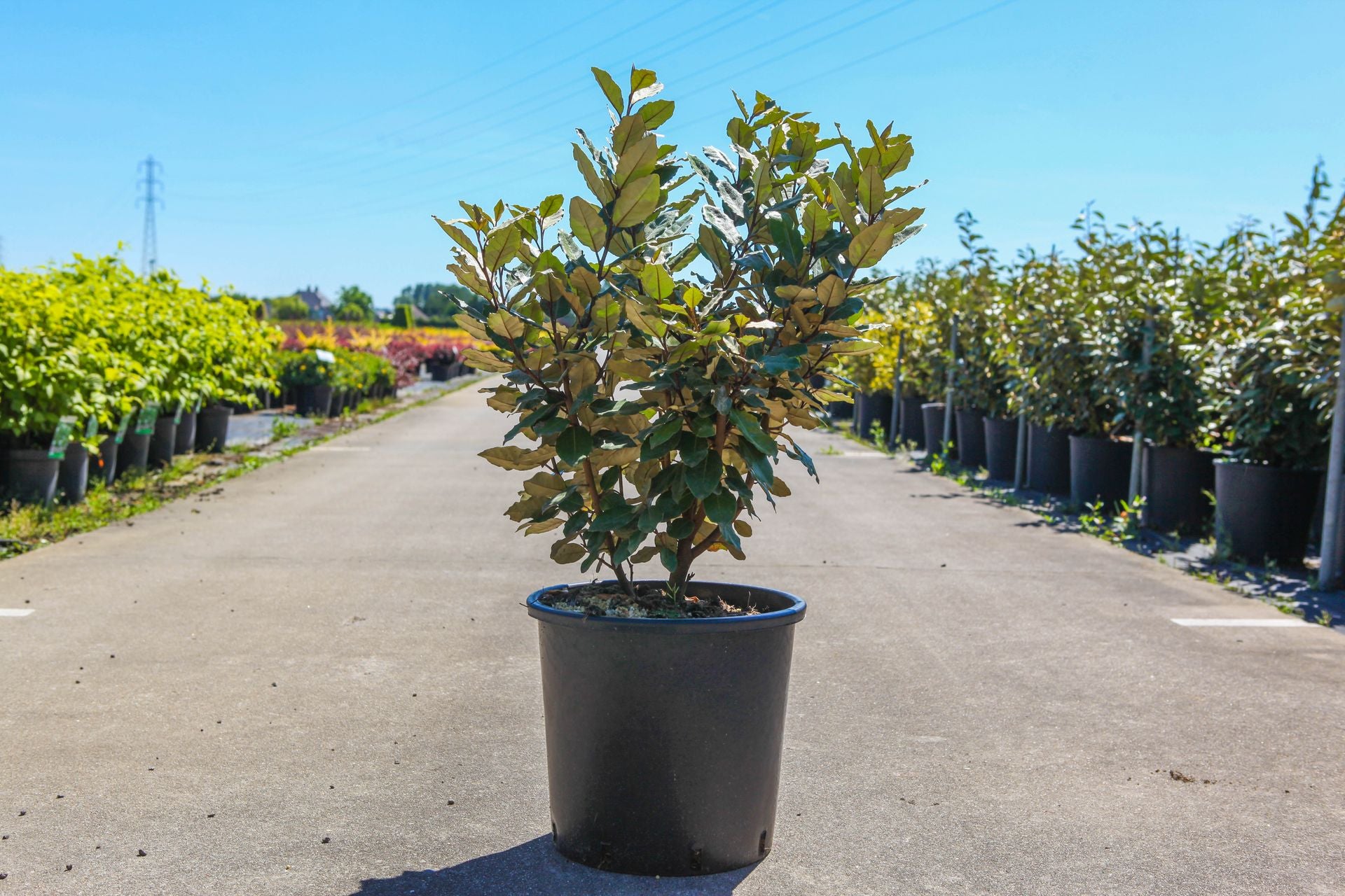 Elaeagnus ebbingei 'Compacta'