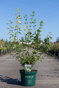 Philadelphus 'Innocence'