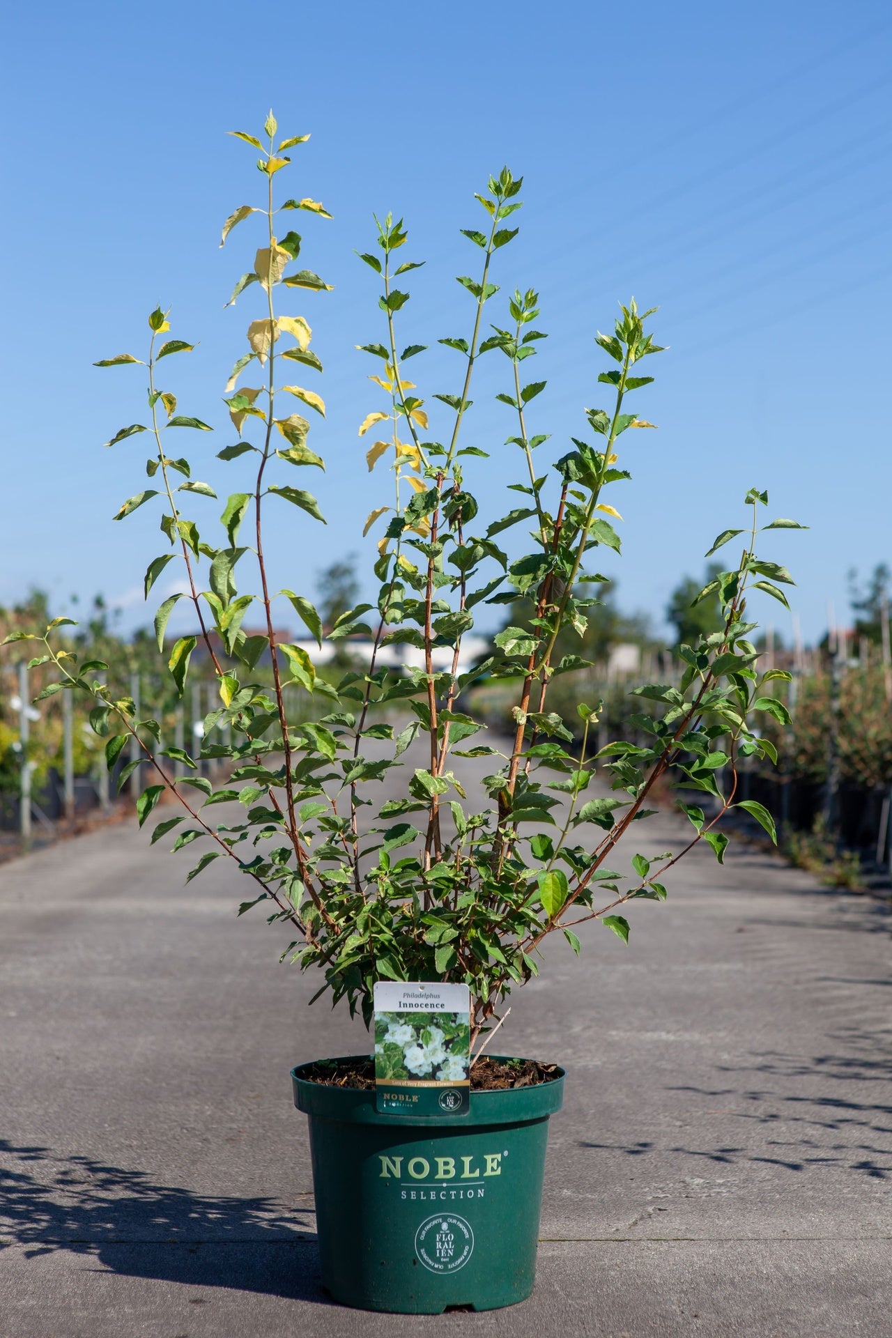 Philadelphus 'Innocence'