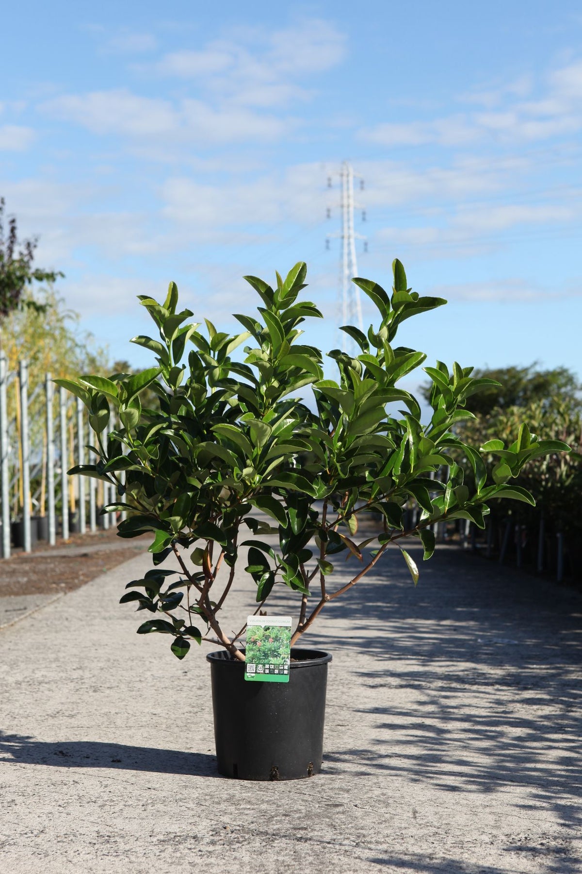 Viburnum odoratissimum