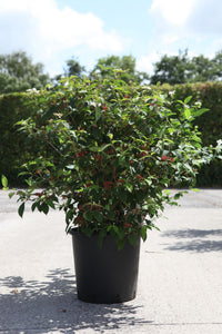 Viburnum plicatum PINKIMONO (PBR)