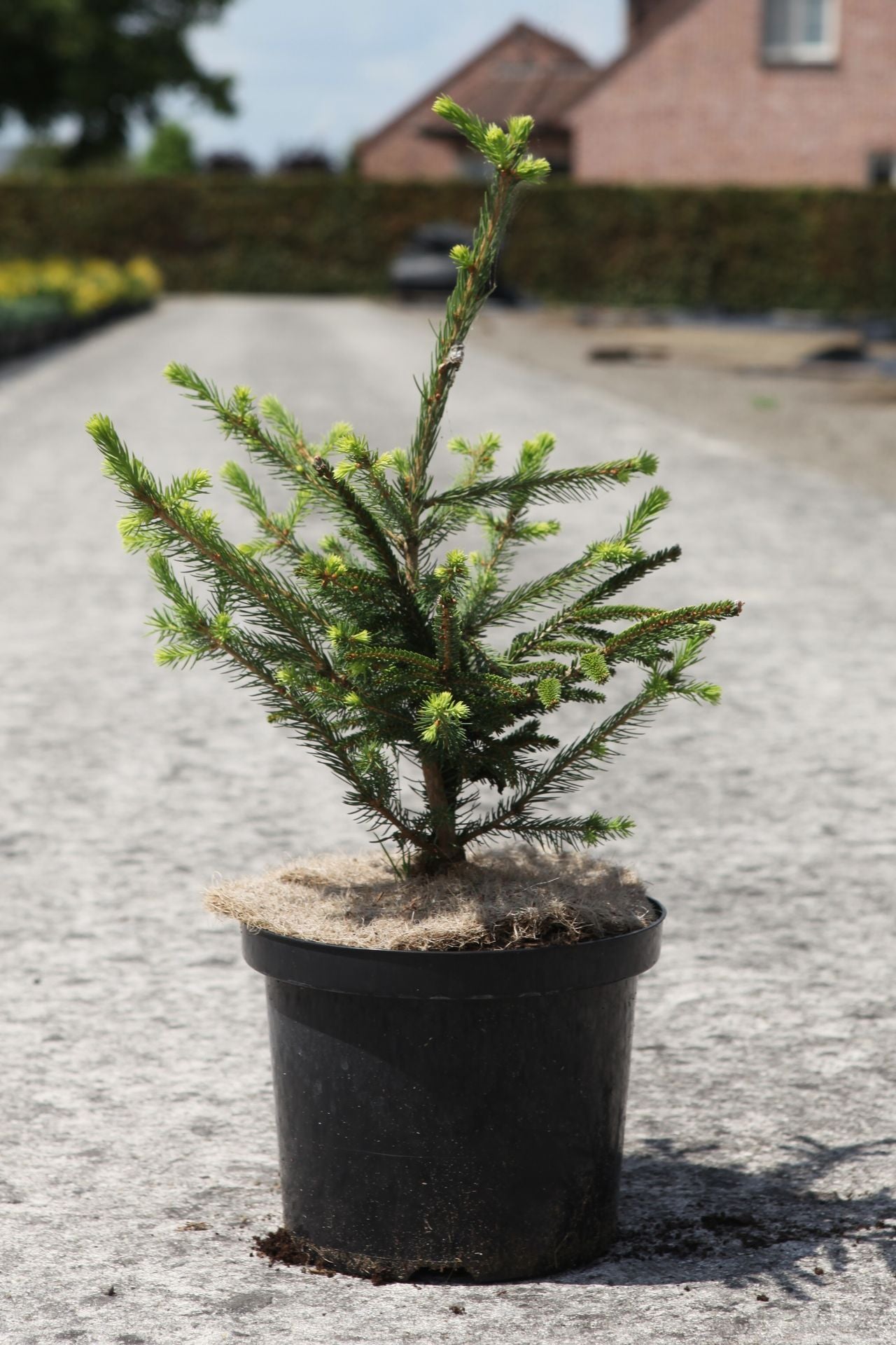 Picea orientalis 'Aureospicata'
