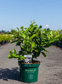 Calycanthus 'Venus'