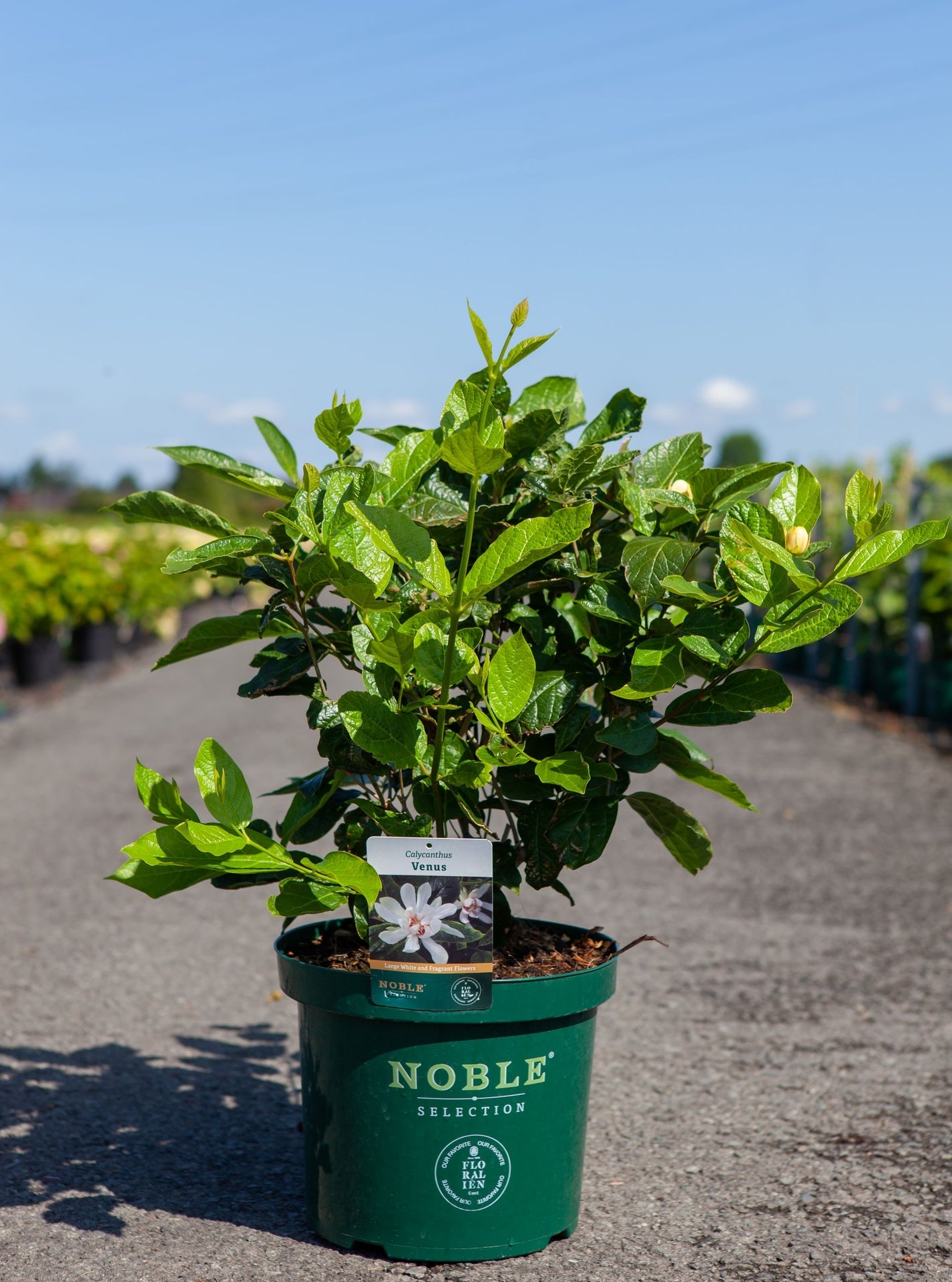 Calycanthus 'Venus'
