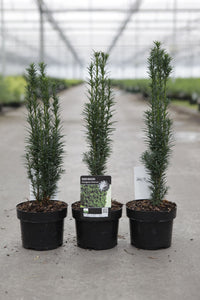 Taxus baccata 'Fastigiata Robusta'