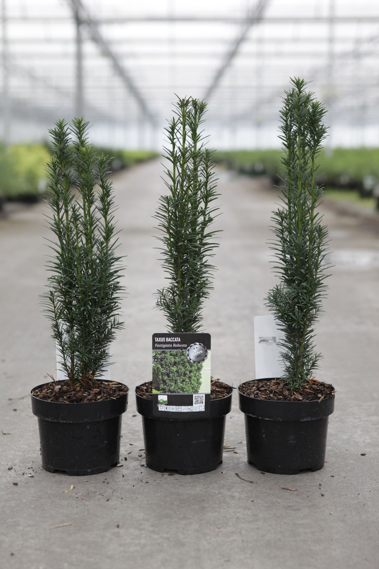 Taxus baccata 'Fastigiata Robusta'