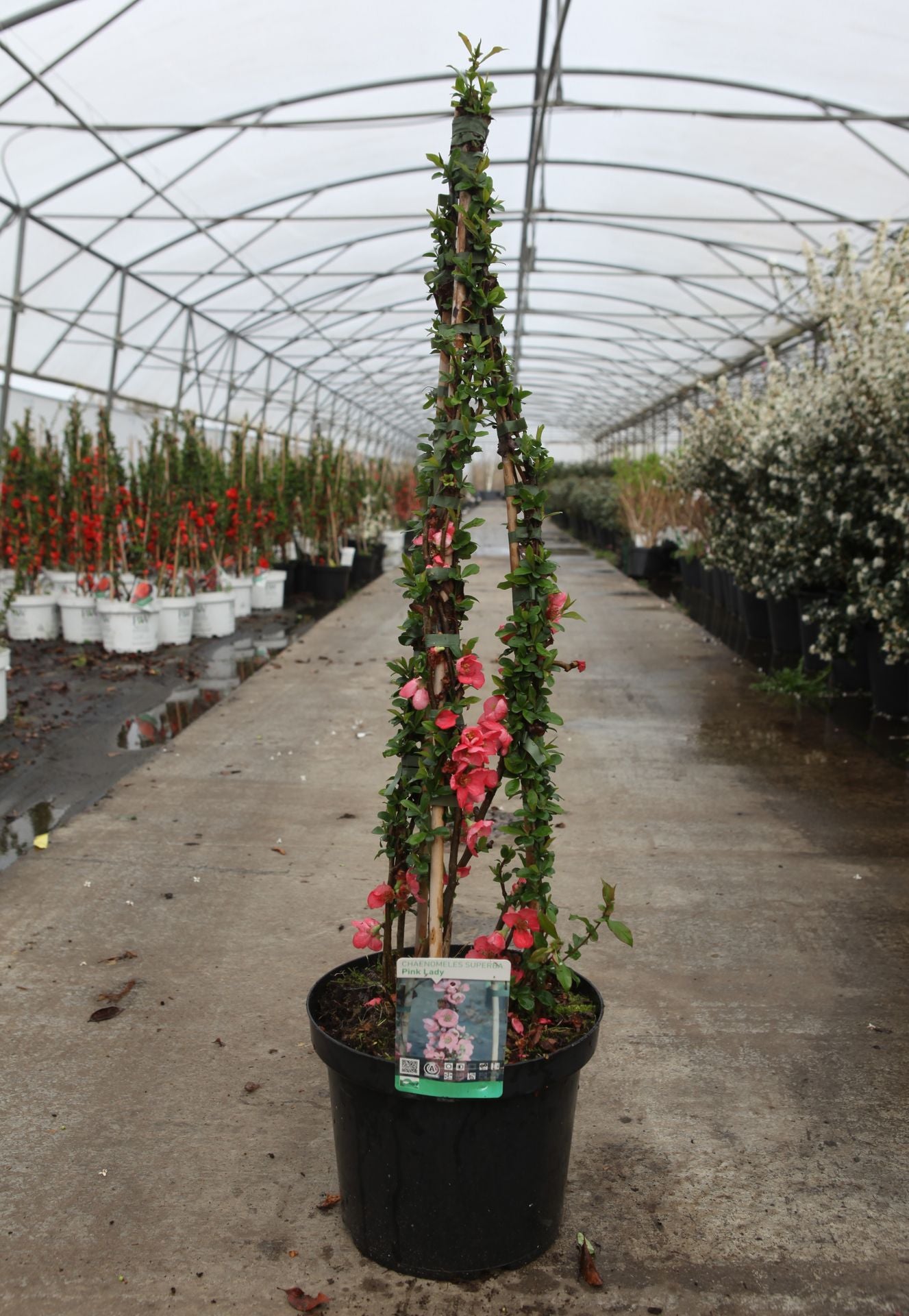Chaenomeles superba 'Pink Lady'