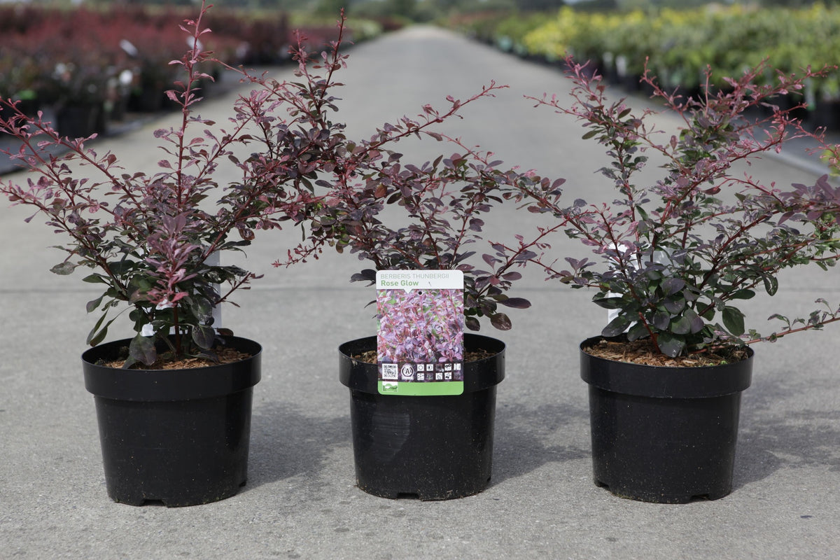 Berberis thunbergii 'Rose Glow'