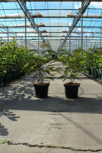 Albizia julibrissin 'Rouge de Tuiliere'
